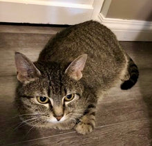 Load image into Gallery viewer, Rott Zombie - Men's/ Unisex Zip Front Hoodie