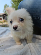 Load image into Gallery viewer, PawPaw Emeritus Fan Art- Elise Hughes- Men's/Unisex Zip Front Hoodie