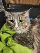 Load image into Gallery viewer, Jumping Spider and Skull- Men's/Unisex or Women's T-Shirt