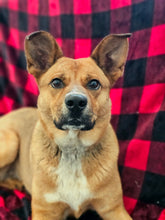 Load image into Gallery viewer, In My Rescue Era (Dogs) Men's/Unisex T-shirt