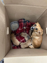 Load image into Gallery viewer, Feed My Frankenstein Men's/Unisex or Women's T-shirt