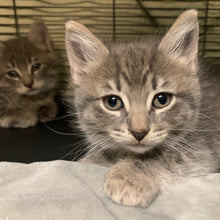 Load image into Gallery viewer, VOTE A**holes Men's / Unisex Hoodie