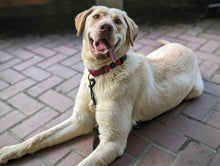 Load image into Gallery viewer, Rise & Wine Dog - Men's/Unisex or Women's T-Shirt