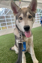 Load image into Gallery viewer, Hula Girl Men's/Unisex or Women's T-shirt