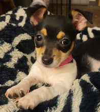 Load image into Gallery viewer, Pride Motley Zoo Classic Logo Rainbow Men's/Unisex or Women's T-shirt