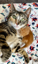 Load image into Gallery viewer, Fur Fighters Men's/ Unisex Zip Front Hoodie