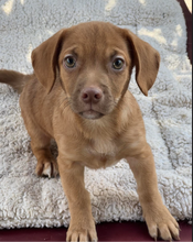 Load image into Gallery viewer, Ace of Spays Men's/Unisex Zip Front Hoodie