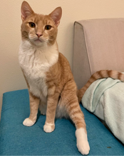 Load image into Gallery viewer, Psycho Kitty Men's/ Unisex Zip Front Hoodie