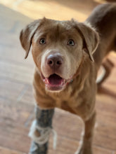 Load image into Gallery viewer, Do Rescue Men's/Unisex Zip Front Hoodie