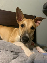 Load image into Gallery viewer, Pet Zeppelin- Men's/Unisex or Women's Fit Tshirt