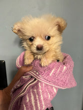 Load image into Gallery viewer, PawPaw Emeritus *Limited Edition* - Men's/Unisex Zip Front Hoodie