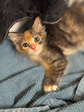 Load image into Gallery viewer, Fleetwood Cat- Men's/Unisex or Women's Fit Tshirt