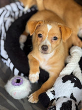 Load image into Gallery viewer, Totally Gaga for Dogs- Men's/Unisex or Women's T-Shirt