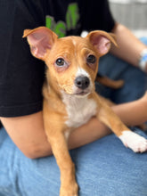 Load image into Gallery viewer, Fleetwoof Mac- Men's/Unisex or Women's Fit Tshirt