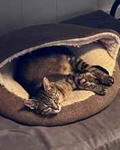 Load image into Gallery viewer, Martini Girl Men's/Unisex or Women's T-shirt