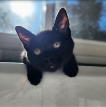 Load image into Gallery viewer, Psycho Kitty Men's/Unisex or Women's T-shirt