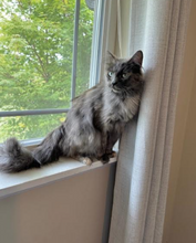 Load image into Gallery viewer, Motley Zoo Cat Circus- Juggling Unicycle