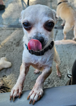 Load image into Gallery viewer, Fur Fighters Men's/Unisex or Women's T-Shirt