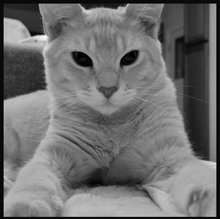 Load image into Gallery viewer, Metallicat - Women's Fitted T-shirt