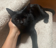 Load image into Gallery viewer, Hula Girl- Men's/ Unisex Zip Front Hoodie