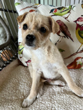 Load image into Gallery viewer, Wag More. Wine More- Men's/Unisex or Women's T-Shirt