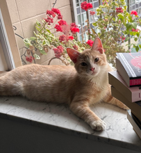 Load image into Gallery viewer, Iron Meowden- Men's/ Unisex Zip Front Hoodie