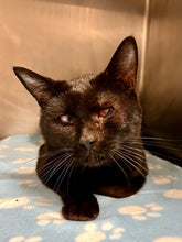 Load image into Gallery viewer, Martini Girl Men's/ Unisex Zip Front Hoodie