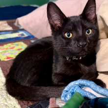 Load image into Gallery viewer, Fleetwood Cat- Men's/ Unisex Zip Front Hoodie