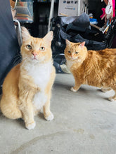 Load image into Gallery viewer, Cat Circus Big Top - Men's/Unisex or Women's T-Shirt