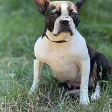 Load image into Gallery viewer, Three Dogs Grace- Men's/Unisex or Women's Fit Tshirt