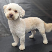 Load image into Gallery viewer, Barking Benjamin- Men's/Unisex or Women's Fit Tshirt