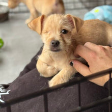 Load image into Gallery viewer, Theory of a Dog- Men's/Unisex or Women's Fit Tshirt