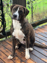 Load image into Gallery viewer, Hi-Top Sneaker - Dog -  Men's/Unisex or Women's T-Shirt