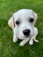 Load image into Gallery viewer, Jumping Spider and Rainbow Heart- Men's/Unisex or Women's T-Shirt