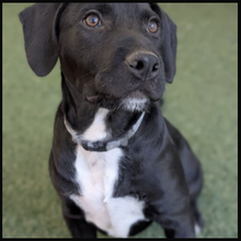 Load image into Gallery viewer, Laberalus Men's/ Unisex Zip Front Hoodie