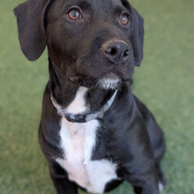 Load image into Gallery viewer, Sled Zeppelin- Men's/Unisex or Women's Fit Tshirt