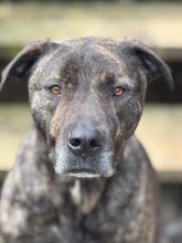 Load image into Gallery viewer, DROOL Men's/Unisex or Women's T-Shirt