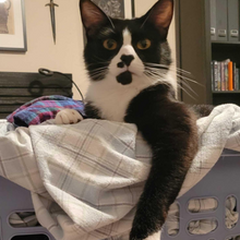 Load image into Gallery viewer, Iron Meowden- Men's/Unisex or Women's Fit Tshirt