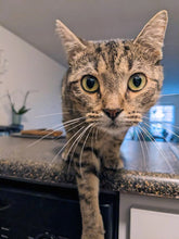 Load image into Gallery viewer, In My Rescue Era (Cats) - Men's/Unisex T-shirt