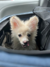 Load image into Gallery viewer, PawPaw Emeritus Fan Art- GhuleGwen- Men's/Unisex Zip Front Hoodie