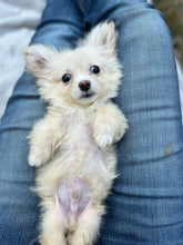 Load image into Gallery viewer, PawPaw Emeritus Fan Art- Risunsky- Men's/Unisex or Women's T-shirt