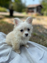 Load image into Gallery viewer, PawPaw Emeritus Fan Art- Pete Clove- Men's/Unisex Zip Front Hoodie