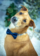 Load image into Gallery viewer, Rescue Rocks Vintage - Small Dog (with or without heart) Men's Unisex/ Women's T-shirt