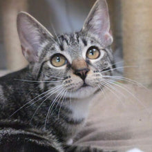 Load image into Gallery viewer, Motley Zoo Cat Circus- Ring of Fire