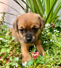 Load image into Gallery viewer, Macho Mutt Men's/Unisex or Women's T-shirt