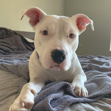 Load image into Gallery viewer, WTF BSL- Men's/Unisex or Women's T-shirt