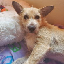 Load image into Gallery viewer, Cute Playful Affectionate Men's/Unisex or Women's T-shirt