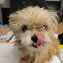 Load image into Gallery viewer, Rolling Bones Men's/Unisex or Women's T-Shirt