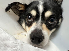 Load image into Gallery viewer, PITMIX Metal Head - Men's / Unisex T-shirt