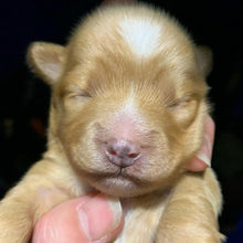 Load image into Gallery viewer, Pits Rock Men's/Unisex or Women's Tank